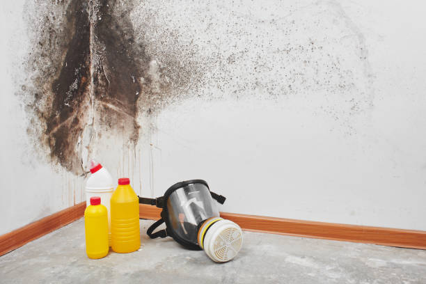 Best Fast Mold Removal  in Rosharon, TX