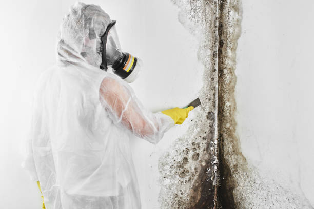 Best Crawl Space Mold Removal  in Rosharon, TX