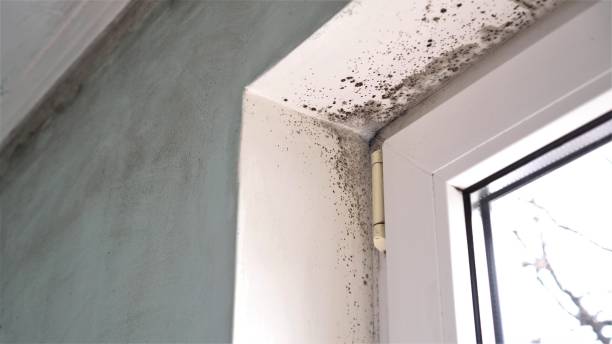 Best Emergency Mold Removal  in Rosharon, TX