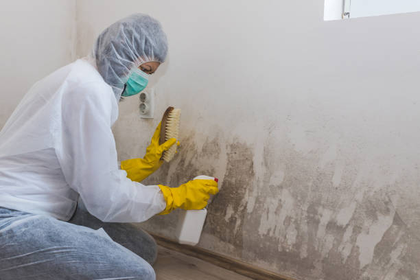 Best Certified Mold Removal  in Rosharon, TX