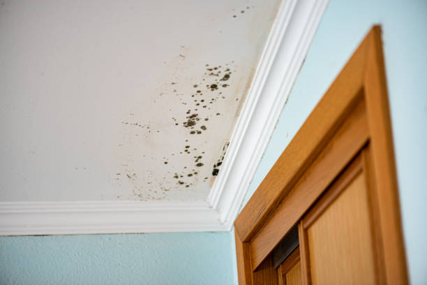 Best Fast Mold Removal  in Rosharon, TX