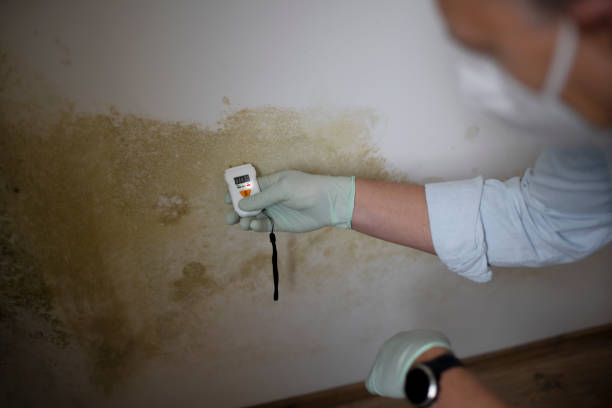 Best Mold Removal Company Near Me  in Rosharon, TX