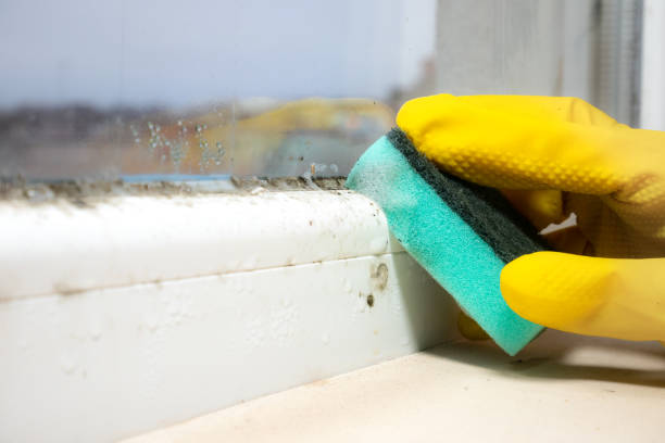 Best Black Mold Removal  in Rosharon, TX