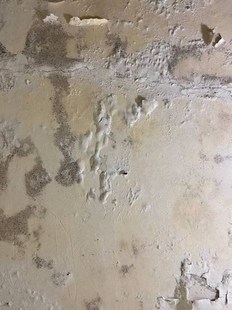 Best Mold Remediation  in Rosharon, TX