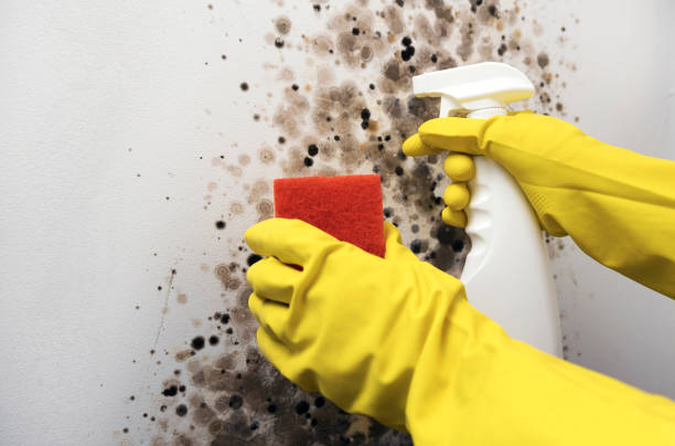 Best Commercial Mold Removal  in Rosharon, TX