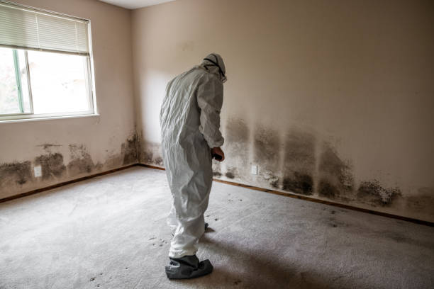 Best Office Mold Removal Services  in Rosharon, TX