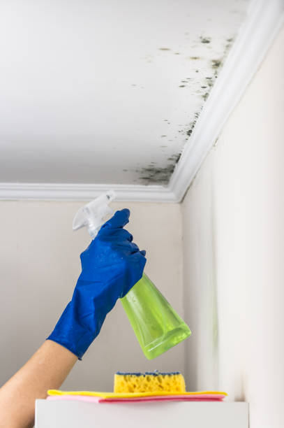 Best Affordable Mold Removal  in Rosharon, TX