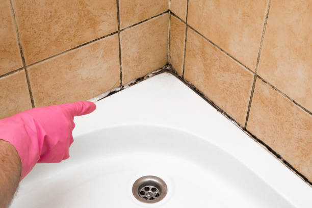 Best Mold Testing  in Rosharon, TX